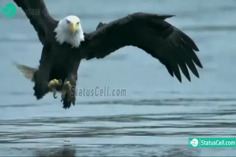 Eagle hunt video status for whatsapp