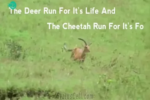 RUN & CHASE  best inspirational video for whatsaap status